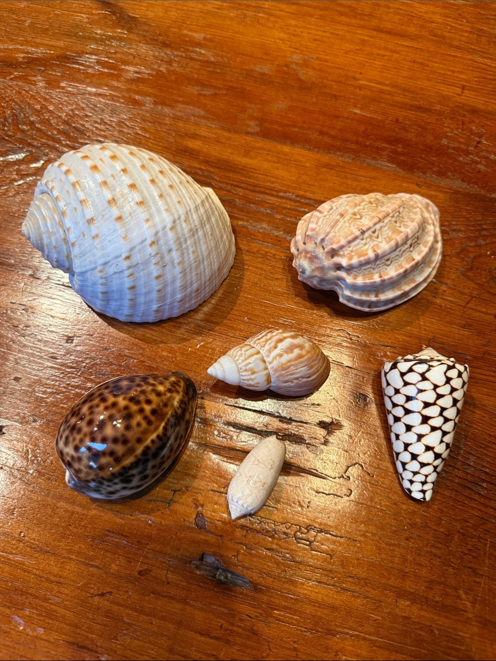 🐚 6 Seashells from the Caribbean
